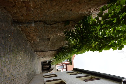 city walls with vines